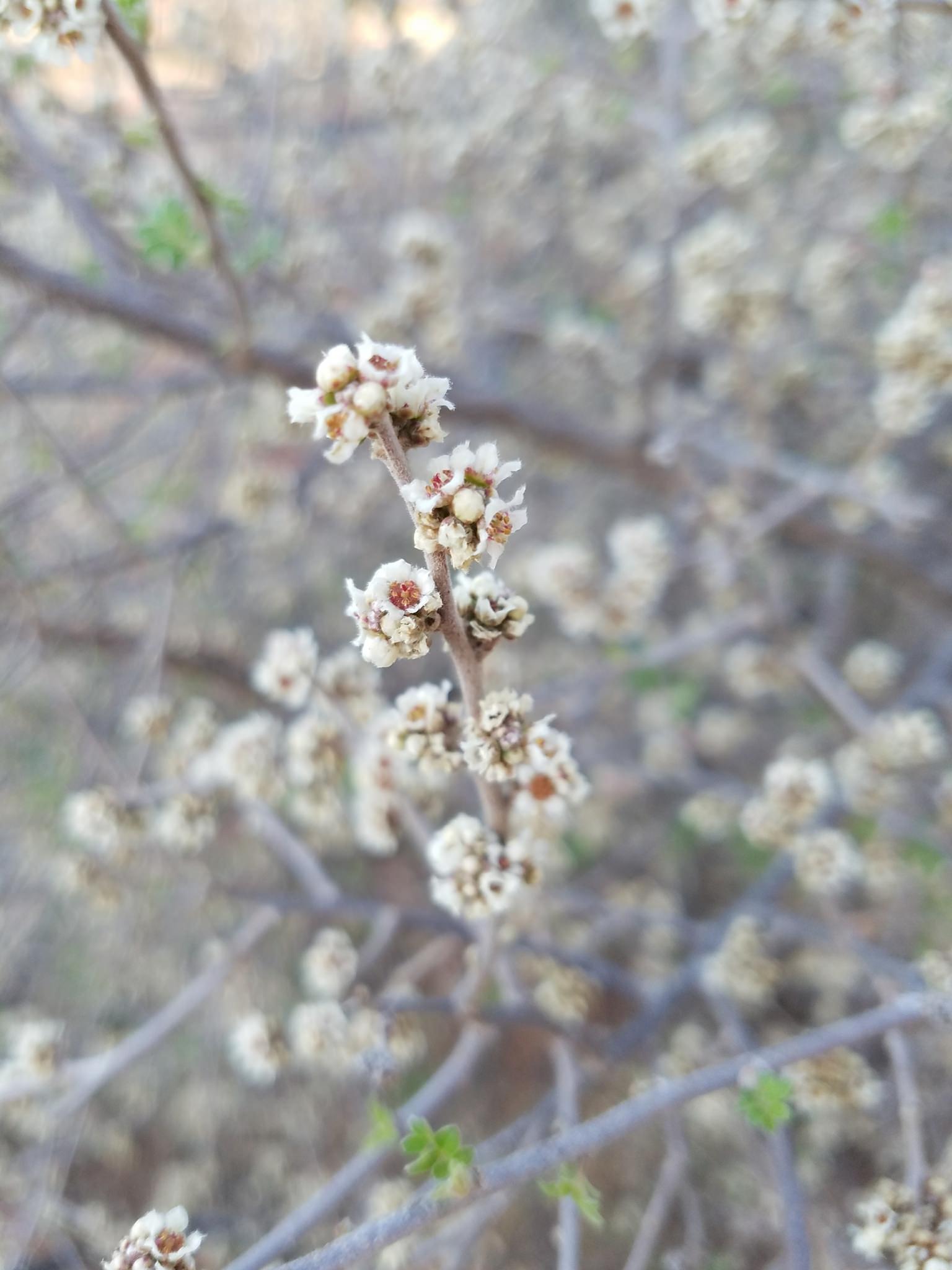 Rhus microphylla 